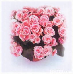 森記園花卉出入口公司 一站式花卉苗木與植保用品供應商